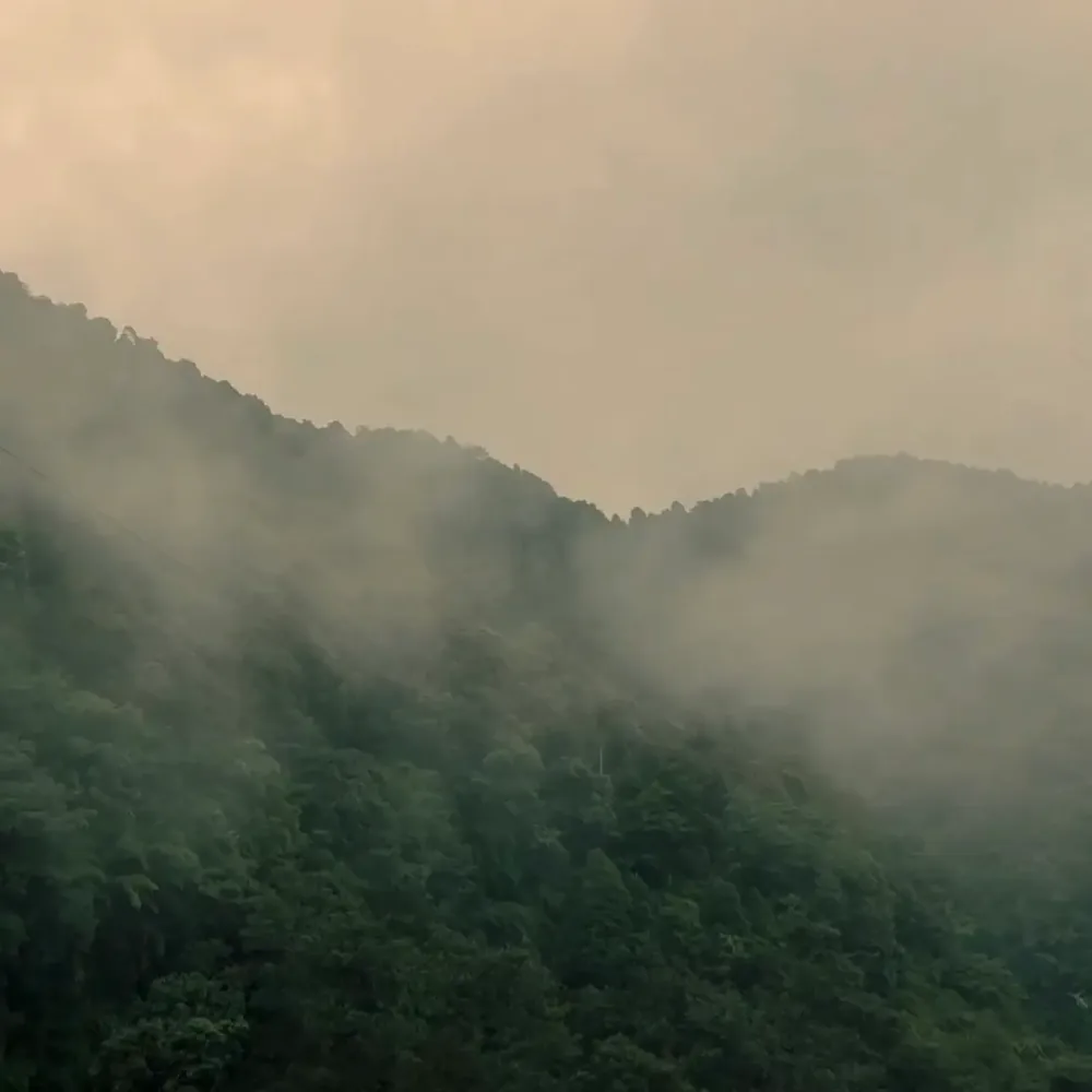 Misty forested hills